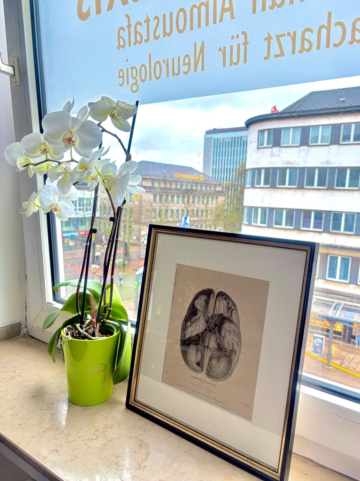 Detail an unserem Fenster: Orchidee neben einem gerahmten Druck der Hirn-Anatomie, mit Blick auf das Duisburger Stadtbild